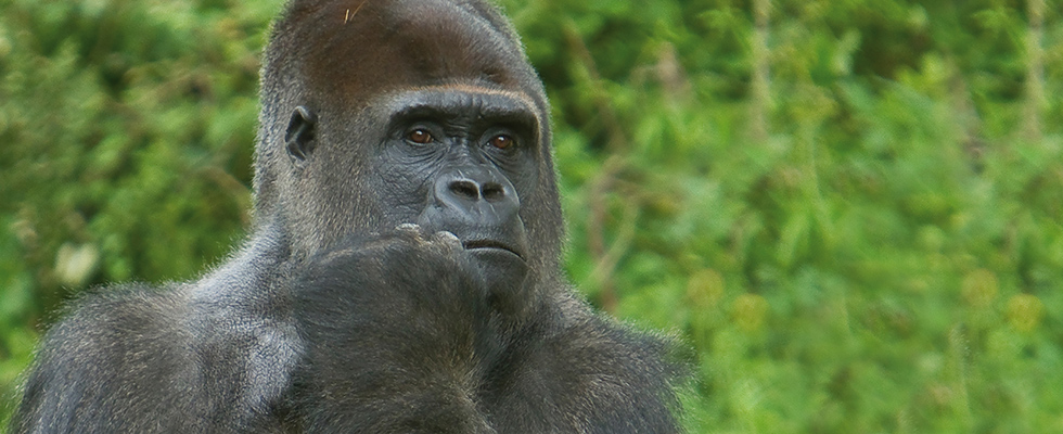 vallée des singes
